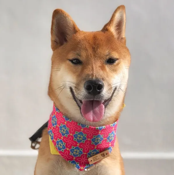 Good Dog People x Ohpopdog Pawranakan Dog Bandana (Pink)