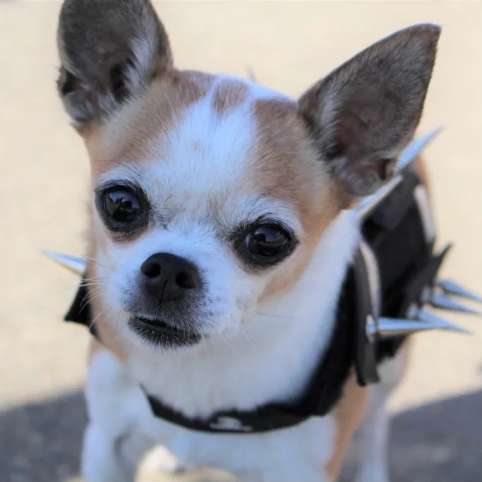 predator protection spiked harness