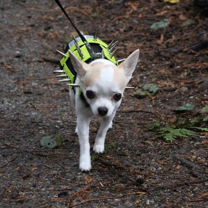 predator protection spiked harness