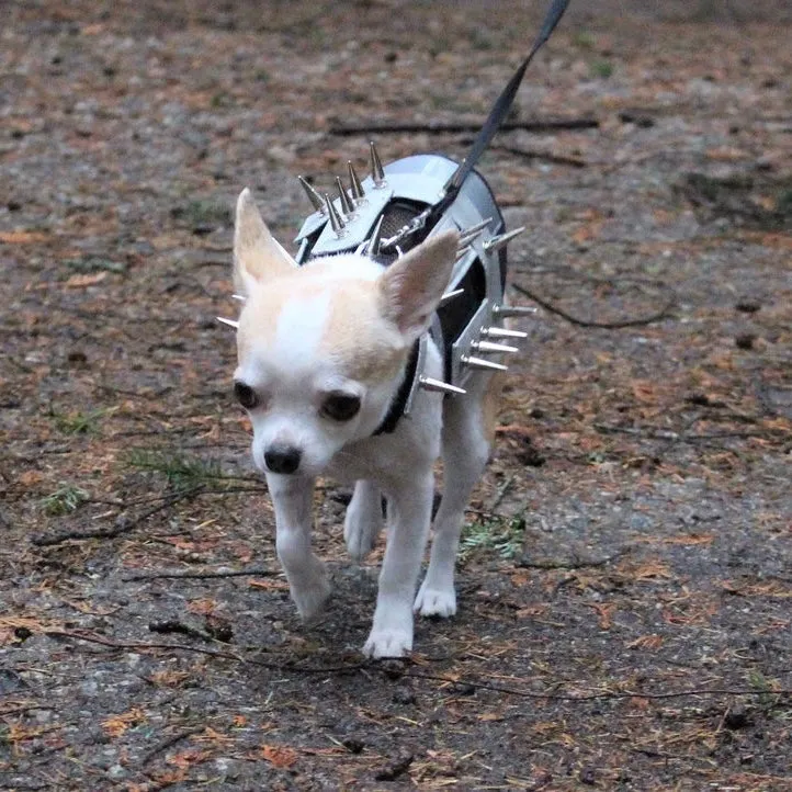 predator protection spiked harness